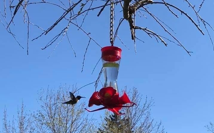 Getting Ready For The Hummingbirds - Blog - Vimarsana News