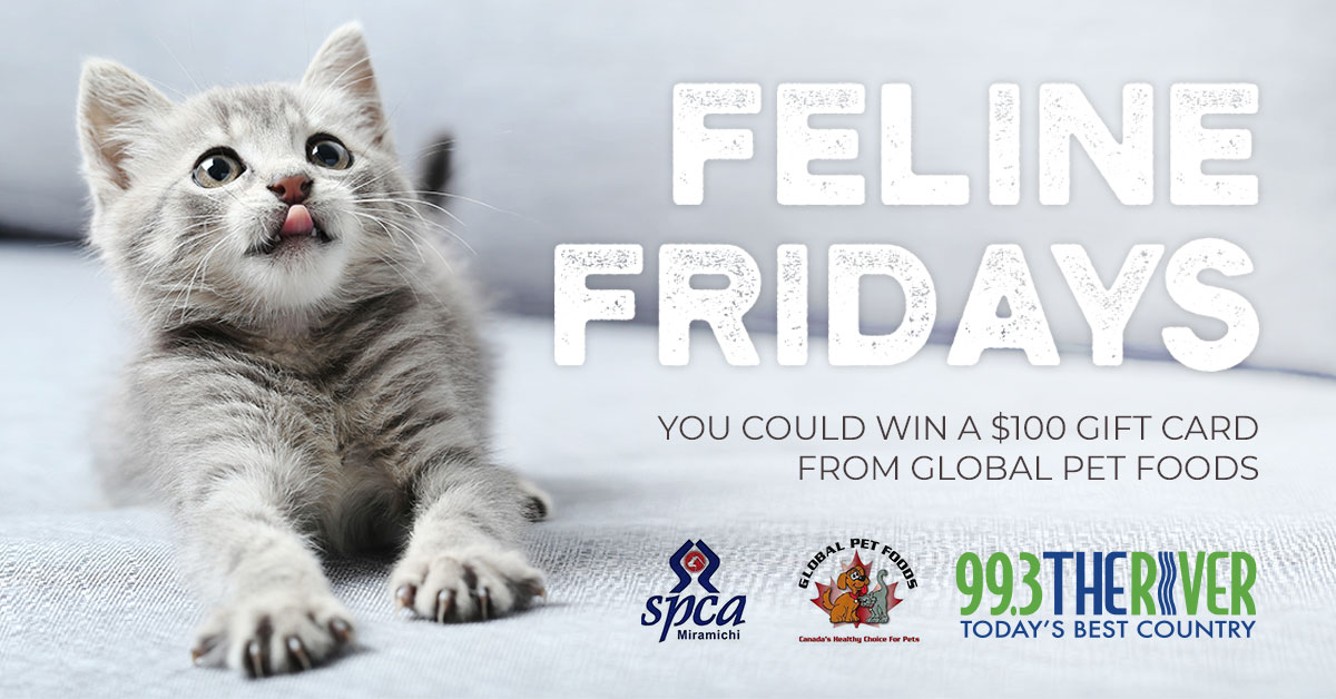 Feline Fridays - Contests - 99.3 The River - Vimarsana News